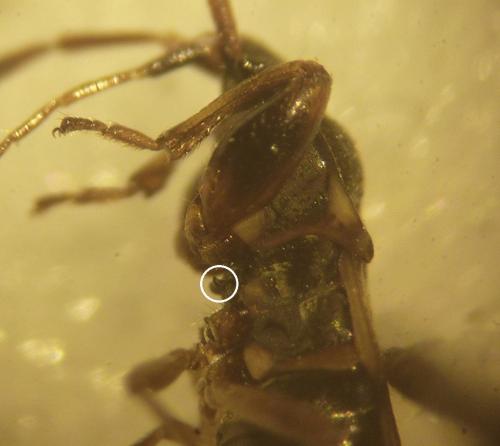 Réf. 252 153 : Scolopostethus affinis